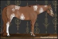 Horse Color:White Spotted Chestnut Rabicano 