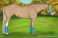 Horse Color:Palomino 