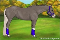 Horse Color:Silver Black Splash 