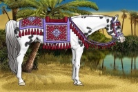 Horse Color:Black Tobiano Appaloosa