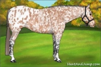 Horse Color:Bay Roan Appaloosa