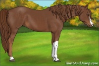 Horse Color:Chestnut 