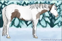 Horse Color:Silver Black Splash Tobiano