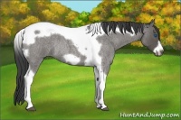 Horse Color:Smoky Blue Roan Tobiano Frame Rabicano 