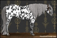 Horse Color:Black Near Leopard 