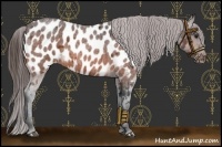 Horse Color:Bay Roan Near Leopard