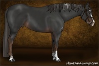 Horse Color:Liver Chestnut Sabino
