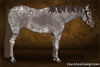 Horse Color:Liver Chestnut Ice Sabino