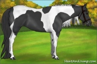 Horse Color:Black Tobiano 