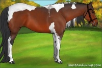 Horse Color:Bay Tobiano 