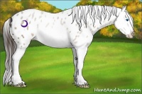 Horse Color:Buckskin Splash Near Leopard 