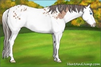 Horse Color:Bay Splash Appaloosa Rabicano 
