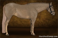 Horse Color:Chocolate Palomino 