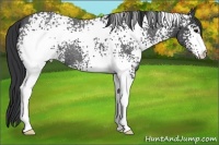 Horse Color:White Spotted Blue Roan 