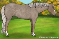 Horse Color:Silver Smoky Blue Roan Sabino
