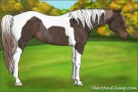 Horse Color:Liver Chestnut Tobiano Rabicano 