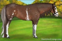 Horse Color:White Spotted Liver Chestnut Splash 