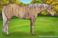 Horse Color:Silver Black and Silver Classic Champagne