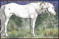 Horse Color:Chocolate Palomino Sabino 