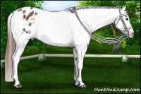 Horse Color:Chestnut Appaloosa 