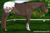 Horse Color:Liver Chestnut Appaloosa 