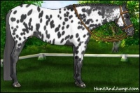 Horse Color:Black Near Leopard 