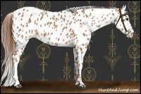 Horse Color:Chestnut Appaloosa 