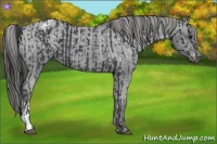 Horse Color:Black  and Black Appaloosa 