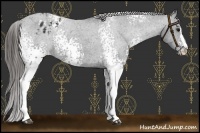 Horse Color:White Spotted Black Sabino Varnish 