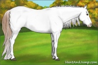 Horse Color:Red Dun Roan Appaloosa 