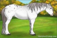 Horse Color:White Spotted Brown Splash Appaloosa Rabicano 