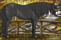 Horse Color:Smoky Black 