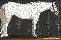 Horse Color:Buckskin Appaloosa