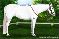 Horse Color:Red Roan Appaloosa 