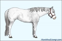Horse Color:White Spotted Black Appaloosa Rabicano 