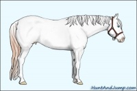 Horse Color:White Spotted Smoky Black Pearl Appaloosa Rabicano