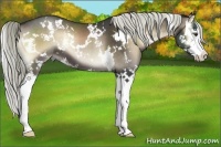 Horse Color:White Spotted Liver Red Onyx Sabino Splash 