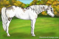Horse Color:White Spotted Liver Red Onyx Sabino Splash Frame 