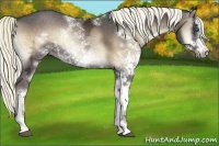 Horse Color:Liver Red Onyx Ice Sabino Frame