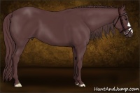 Horse Color:Chocolate Black