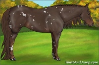 Horse Color:White Spotted Liver Chestnut 