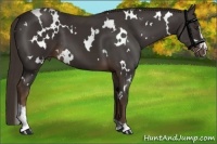 Horse Color:White Spotted Liver Chestnut Sabino 