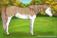 Horse Color:Red Dun Splash  and Red Dun Splash 