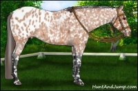 Horse Color:Bay Roan Appaloosa