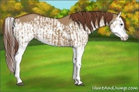 Horse Color:Red Dun Splash  and Red Dun Splash 