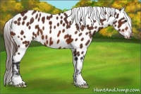 Horse Color:Bay Appaloosa 