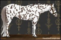 Horse Color:Liver Chestnut Appaloosa 