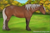 Horse Color:Silver Bay 