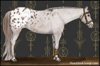 Horse Color:Chestnut Appaloosa  and Chestnut Appaloosa 