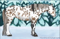 Horse Color:Buckskin Leopard Rabicano 